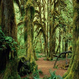 孤島求生1.1正式版