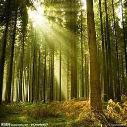 墜機于詭異森林3.2版