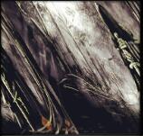 僵尸zombie1.2正式版